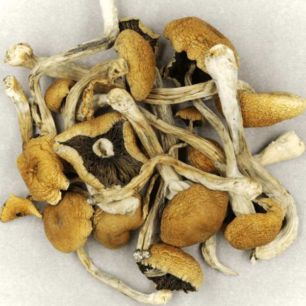 Cambodian Psilocybe Cubensis | Buy Weed Packs Canada