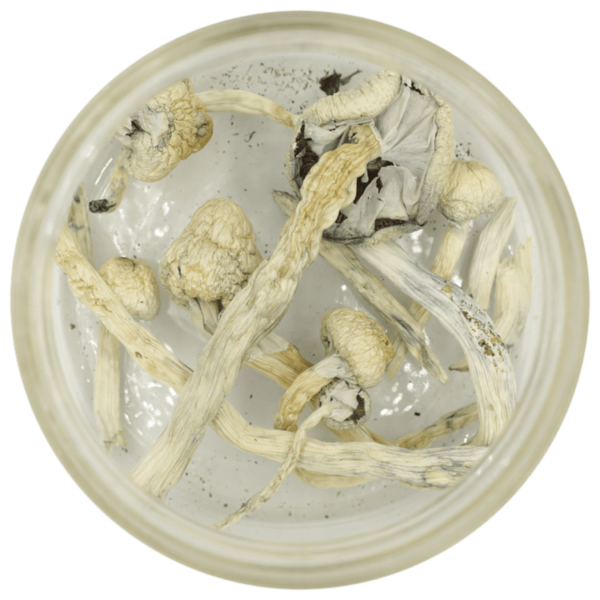 Great White Monster Cubensis | Buy Weed Packs Canada