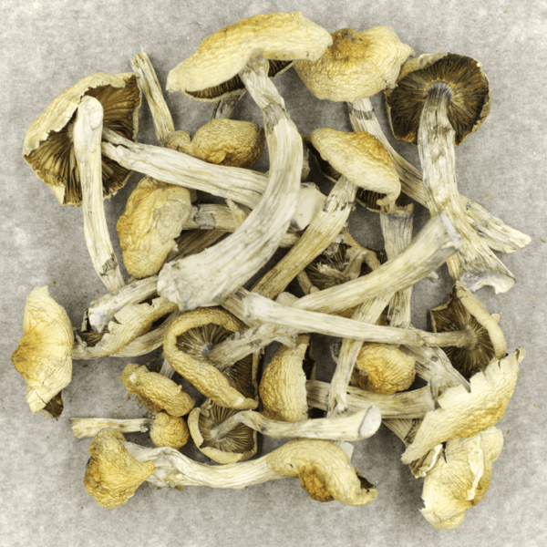 Blue Magnolia Rust | Buy Weed Packs Canada