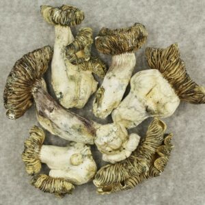 White Burma | Buy Weed Packs Canada