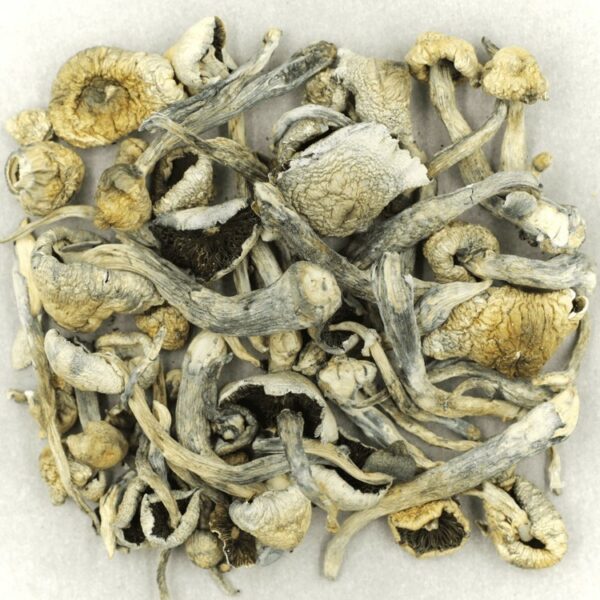 Albino A+ | Buy Weed Packs Canada