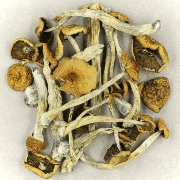 Psilocybe Cubensis Mexicana | Buy Weed Packs Canada