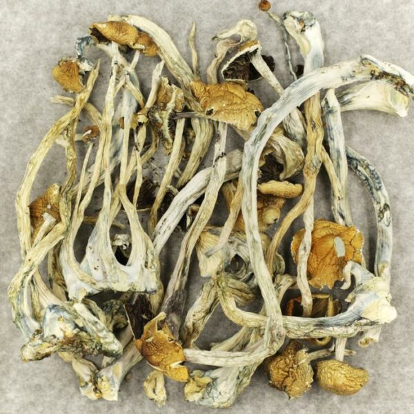 Amazonian Cubensis | Buy Weed Packs Canada