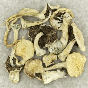 Leucistic Burma | Buy Weed Packs Canada