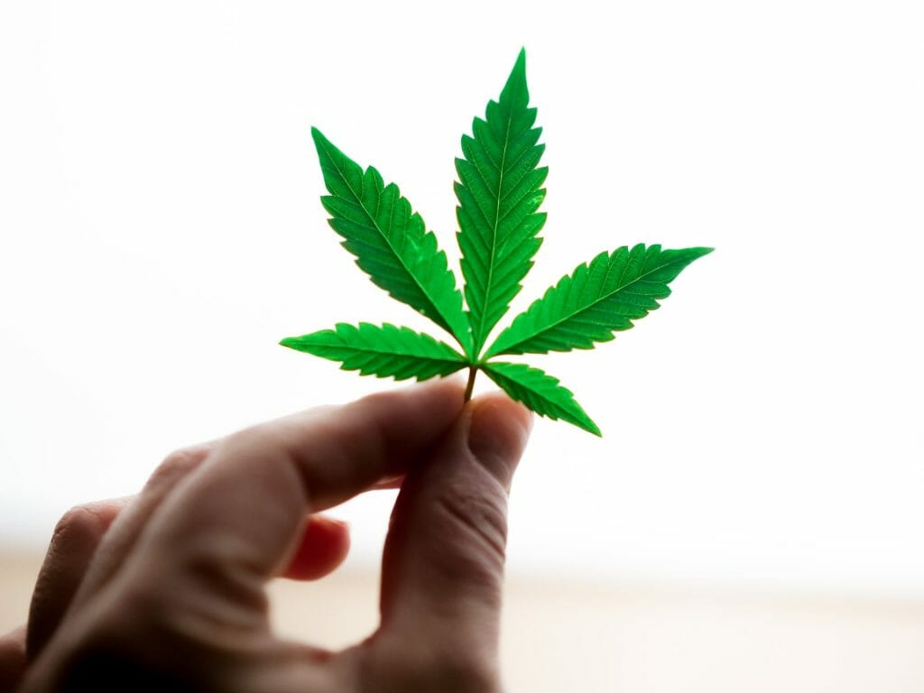 Popular Strains In Canada | Buy Weed Packs Canada