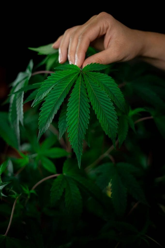 Best dispensaries in Canada - Buy Weed Packs Canada