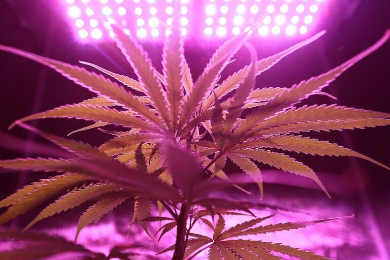 Discover How A cannabis Shop Helps You Better Understand Cannabis | Buy Weed Packs Canada | Buy Weed Packs Canada