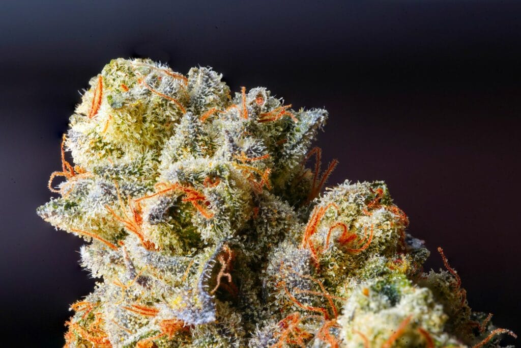 Weed Delivery Canada_ Top Hybrid Selection | Buy Weed Packs Canada