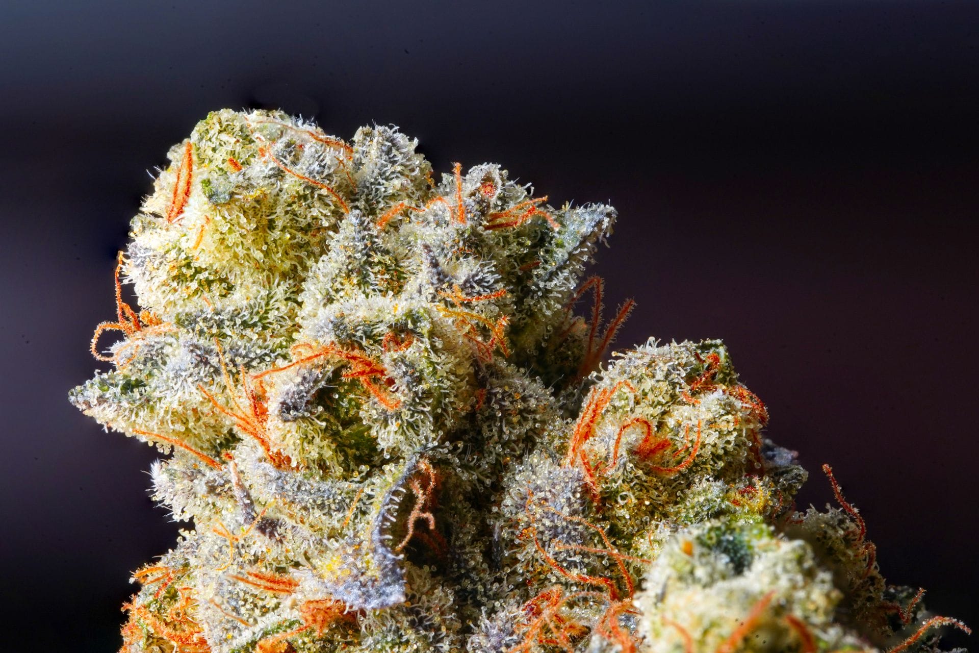 Weed Delivery Canada_ Top Hybrid Selection | Buy Weed Packs Canada